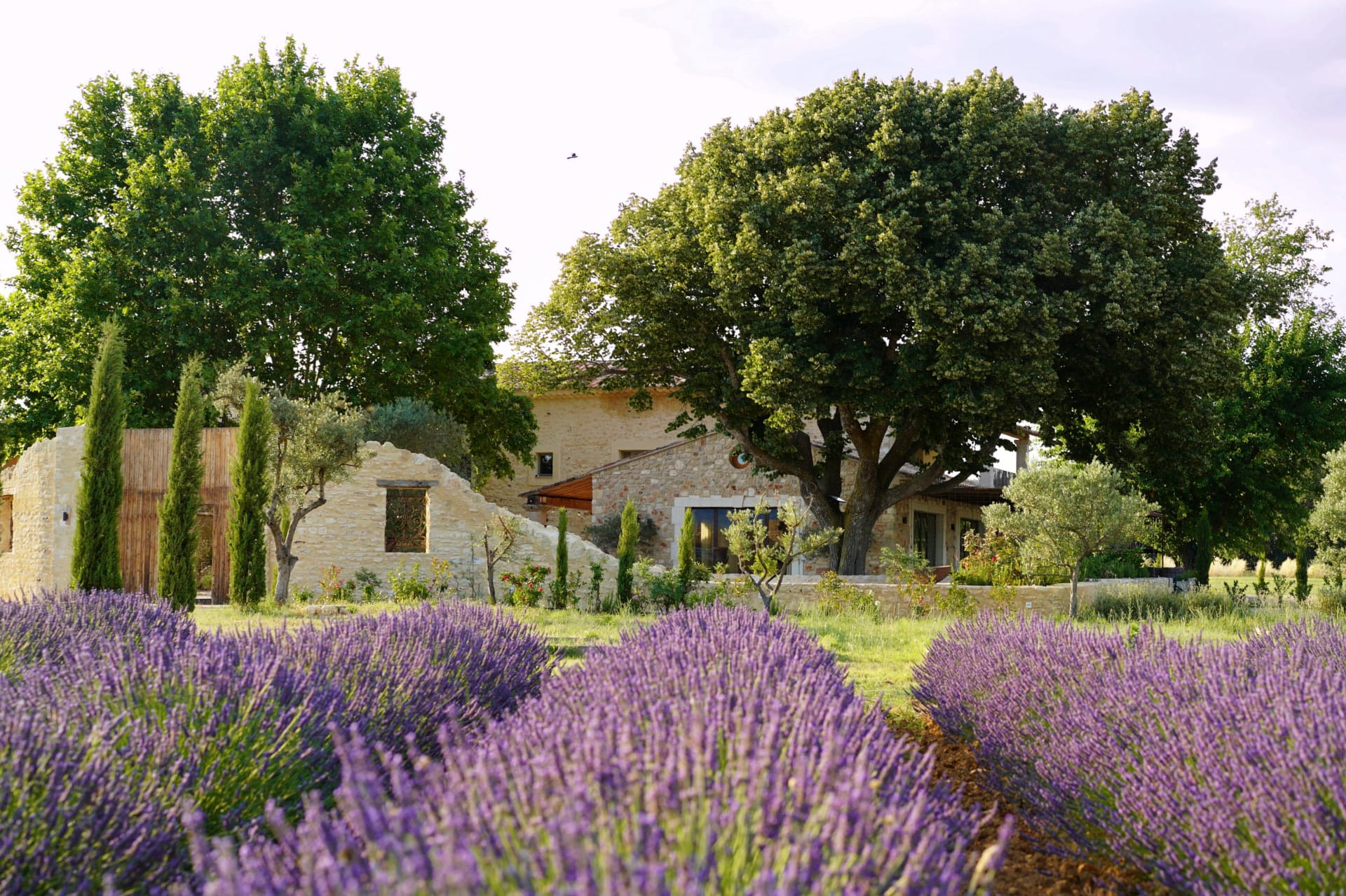 Champs de lavandes du Domaine d'Égenia, hébergement de luxe en Provence, Luberon