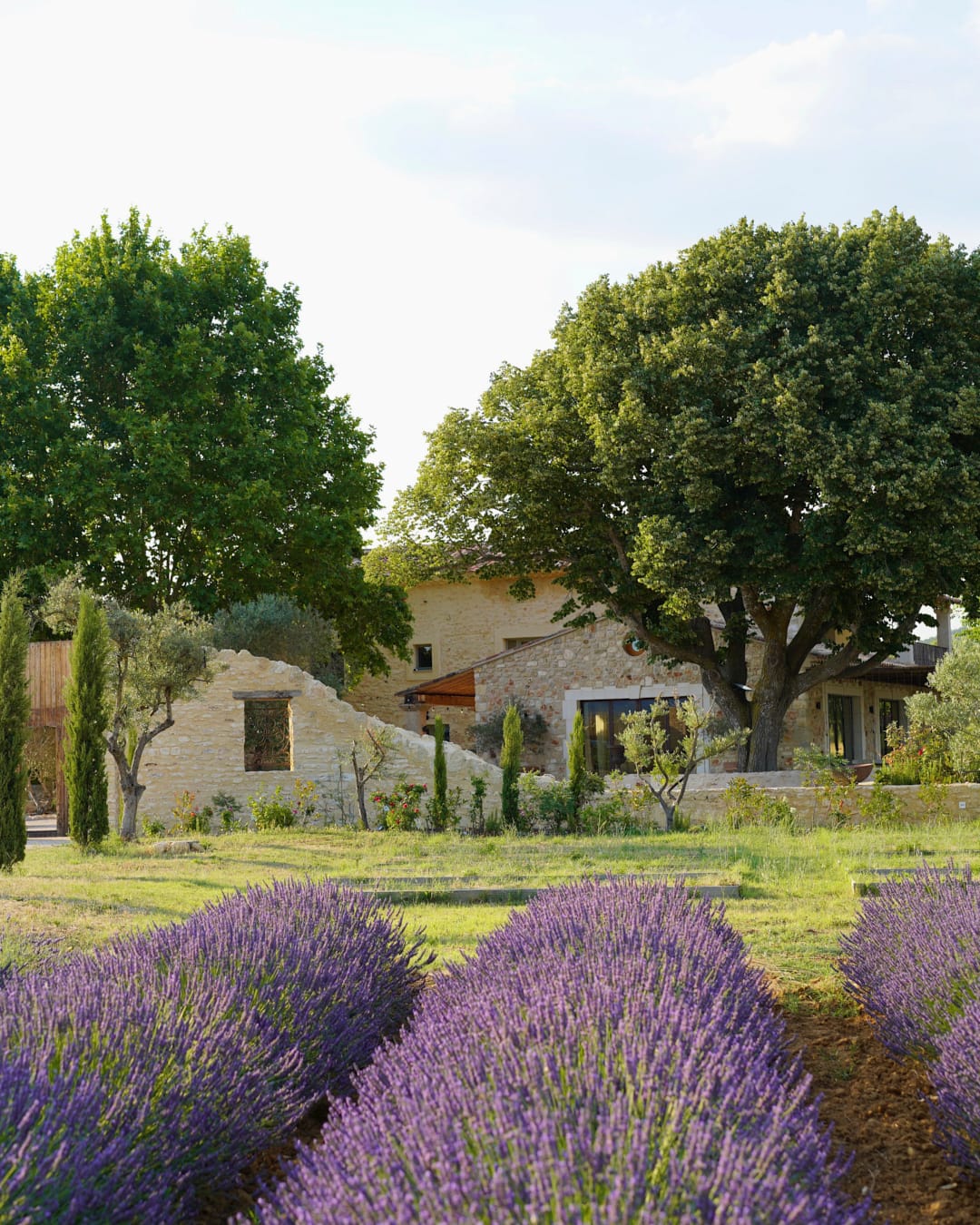 Champs de lavandes du Domaine d'Égenia, hébergement de luxe en Provence, Luberon